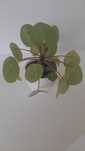 Pilea / pieniążek / roślina doniczkowa do domu