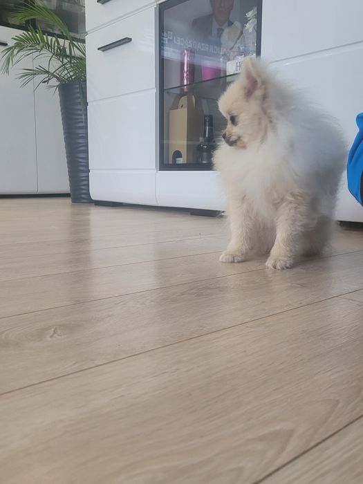 Szpic miniaturowy piesek 9 miesięcy