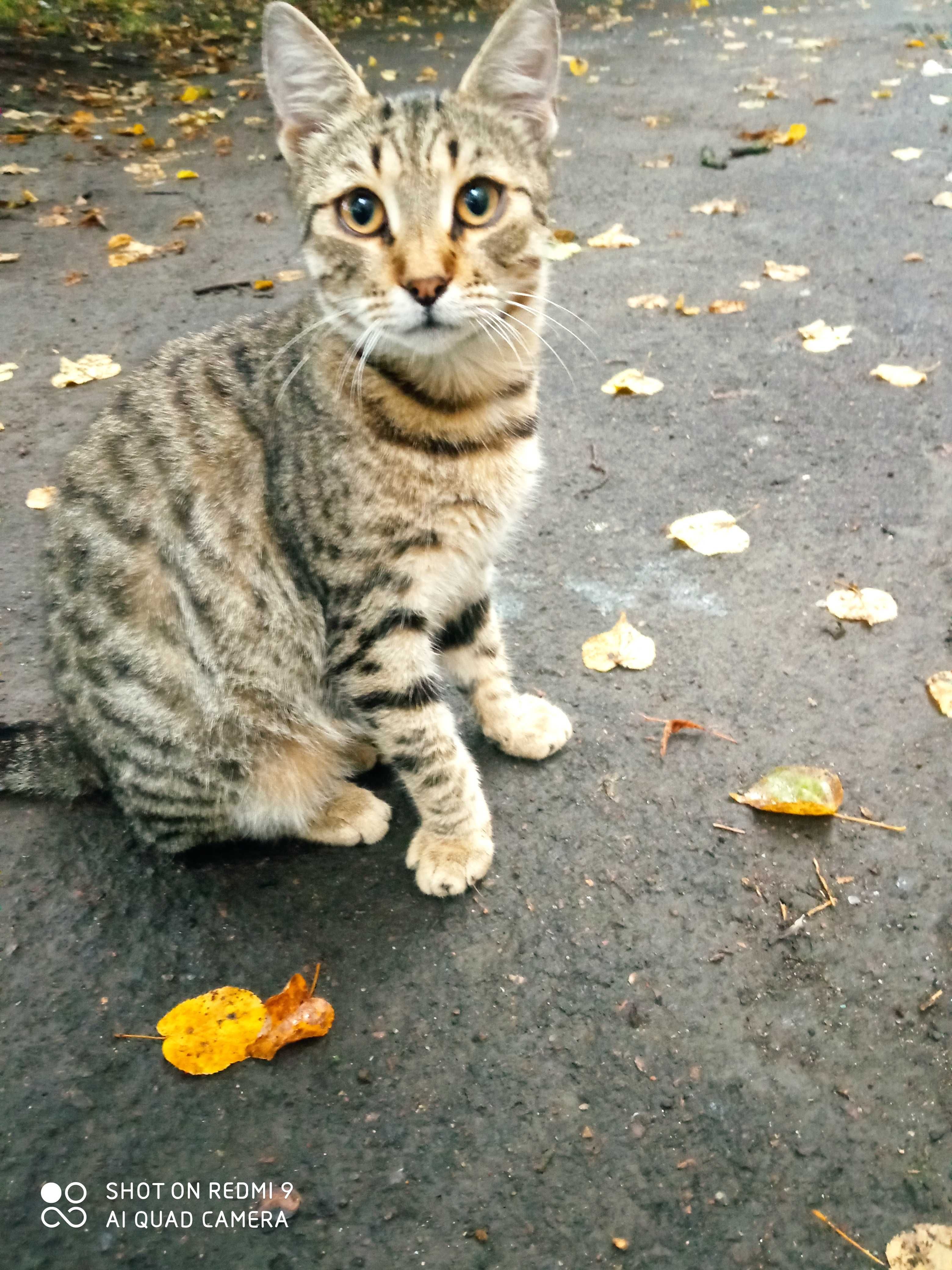 Молодий котик шукає родину