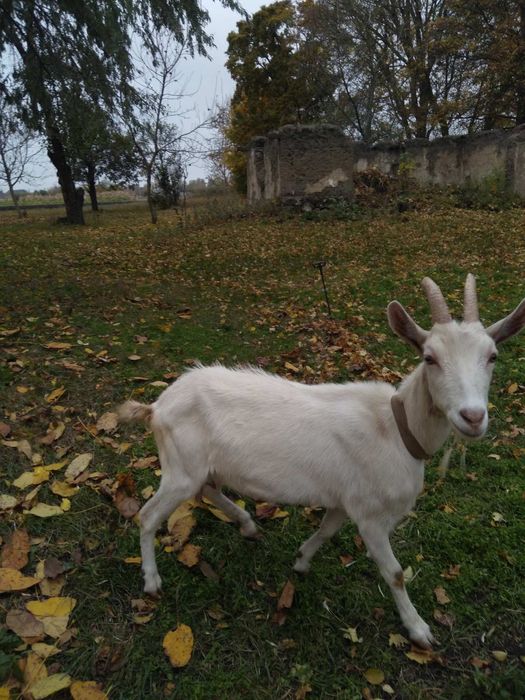 Продам дійну козу .