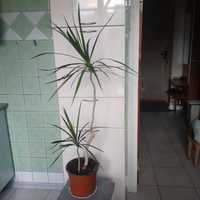 Пальма  юкка драцена 2 растения