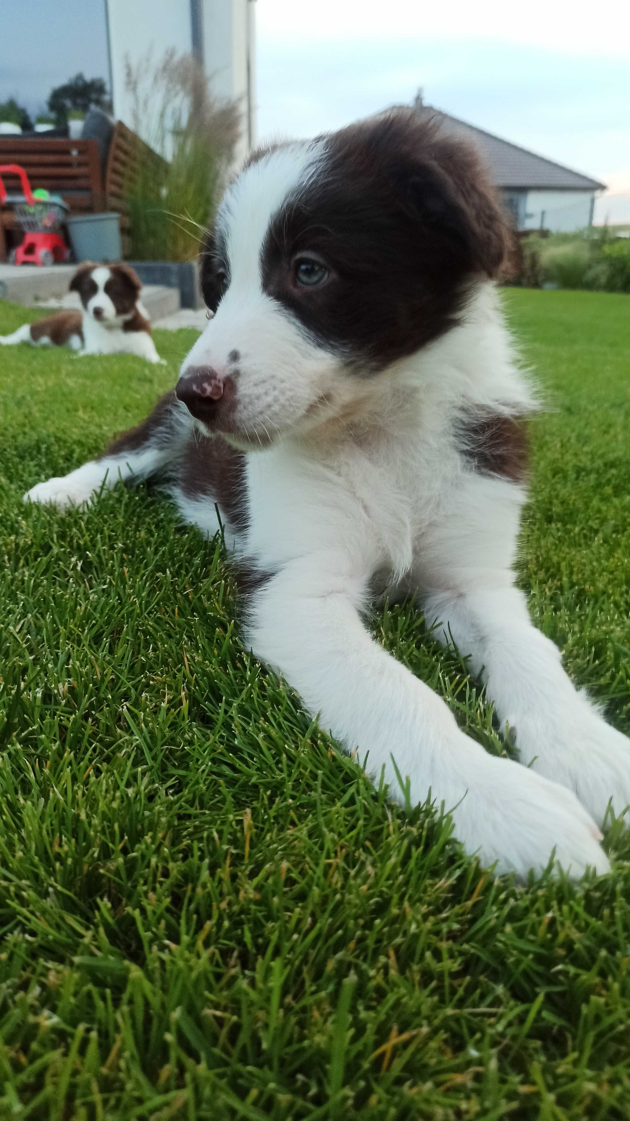 Border Collie, bialo-brązowy, rezerwacja