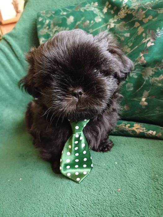 Shih tzu czarny piesek - REZERWACJA
