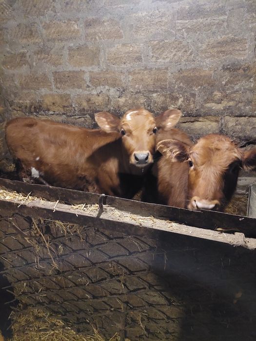 Продам Теличок по 3 місяця