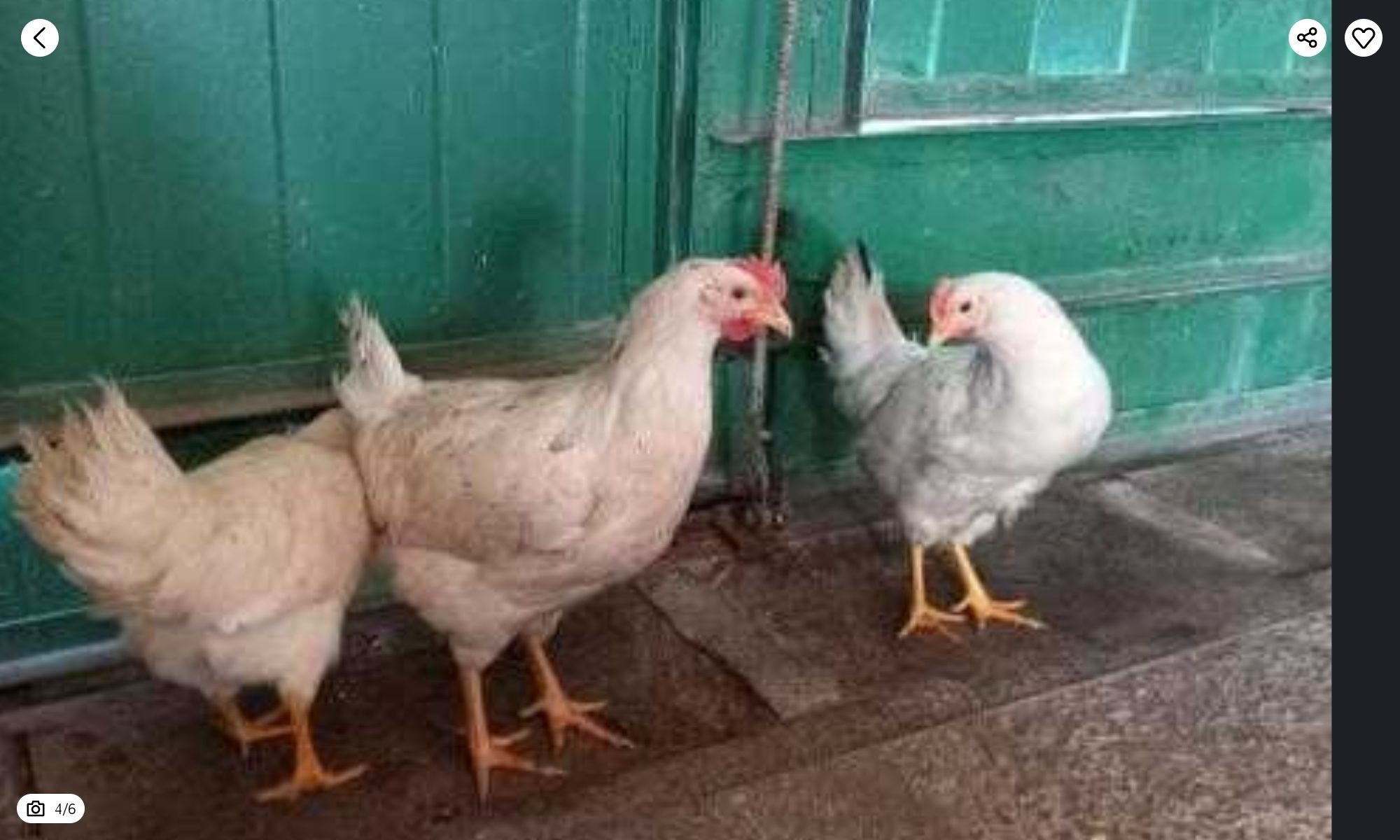 Продам куры  несушки