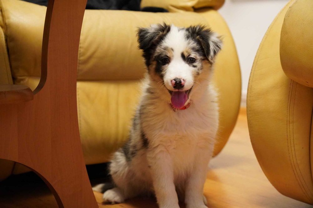Border Collie blue merle piesek