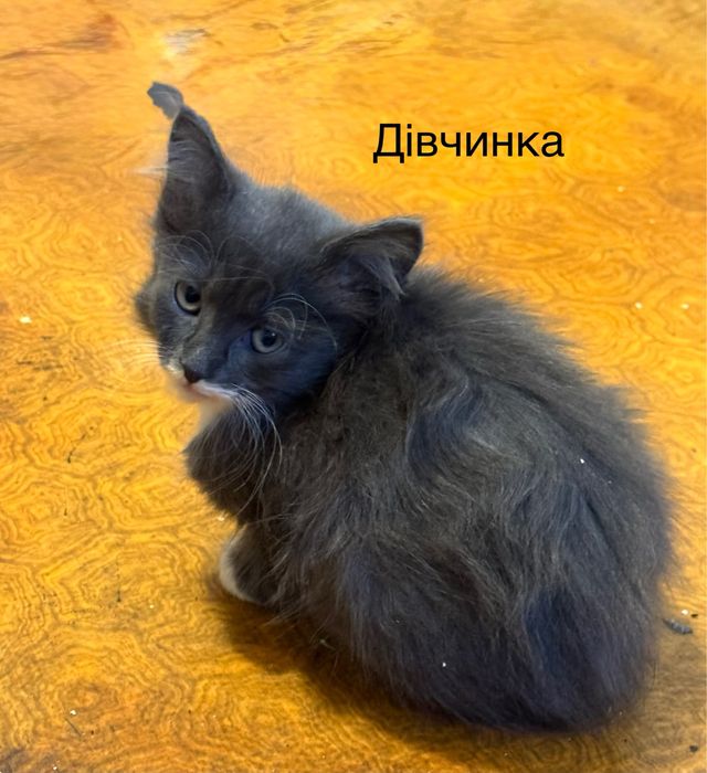 Віддам кошенят у добрі руки