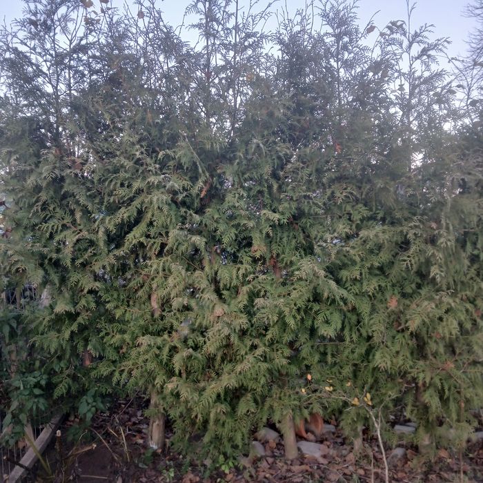 Tuja, tuje brabant na żywopłot, okrycie muru  czy prywatności.