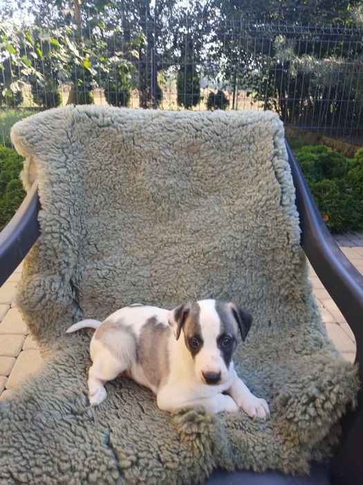 Chart Angielski Whippet śliczny piesek