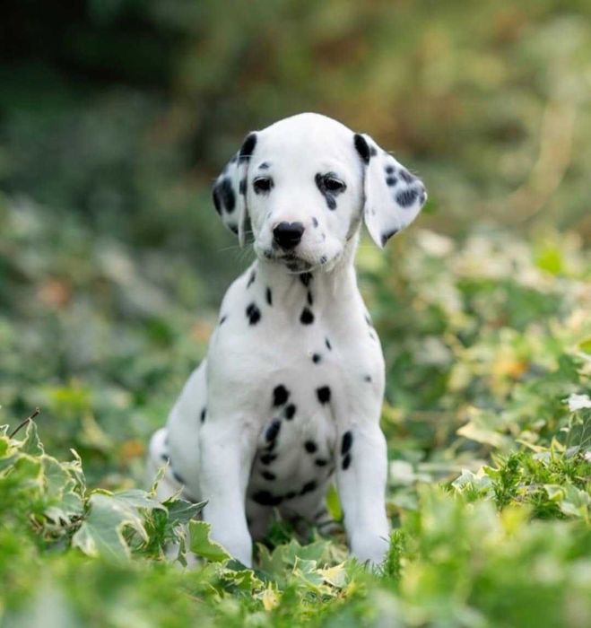 DALMATA « As pintas mais belas de sempre »