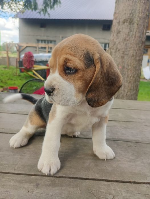 Piękna suczka Beagle