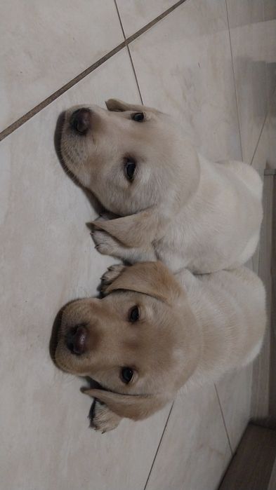 Szczeniak labradora