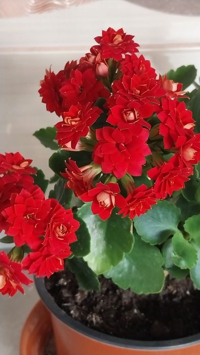 Хлорофітум кучерявий( Бонні).Каланхоє ..