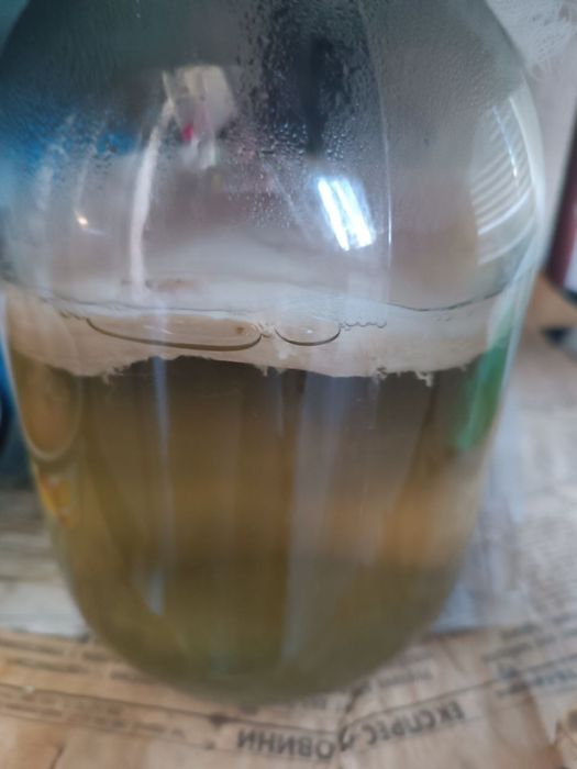 Продам чайний гриб