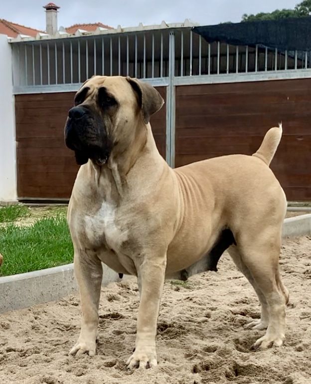 Boerboel Sul Africano