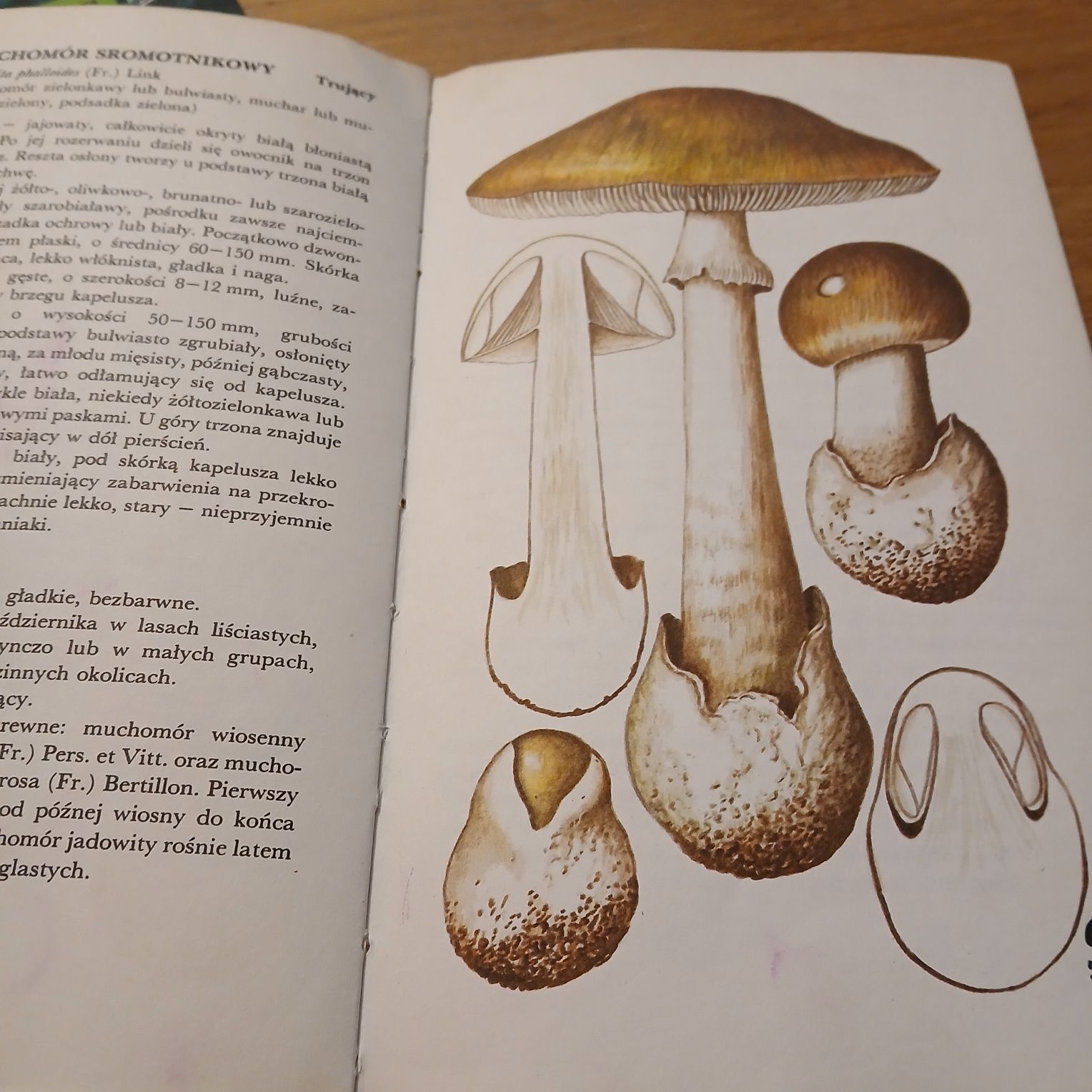 Grzyby,  Najsmaczniejsze grzyby jadalne  2 Książki