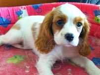 Cavalier King Charles