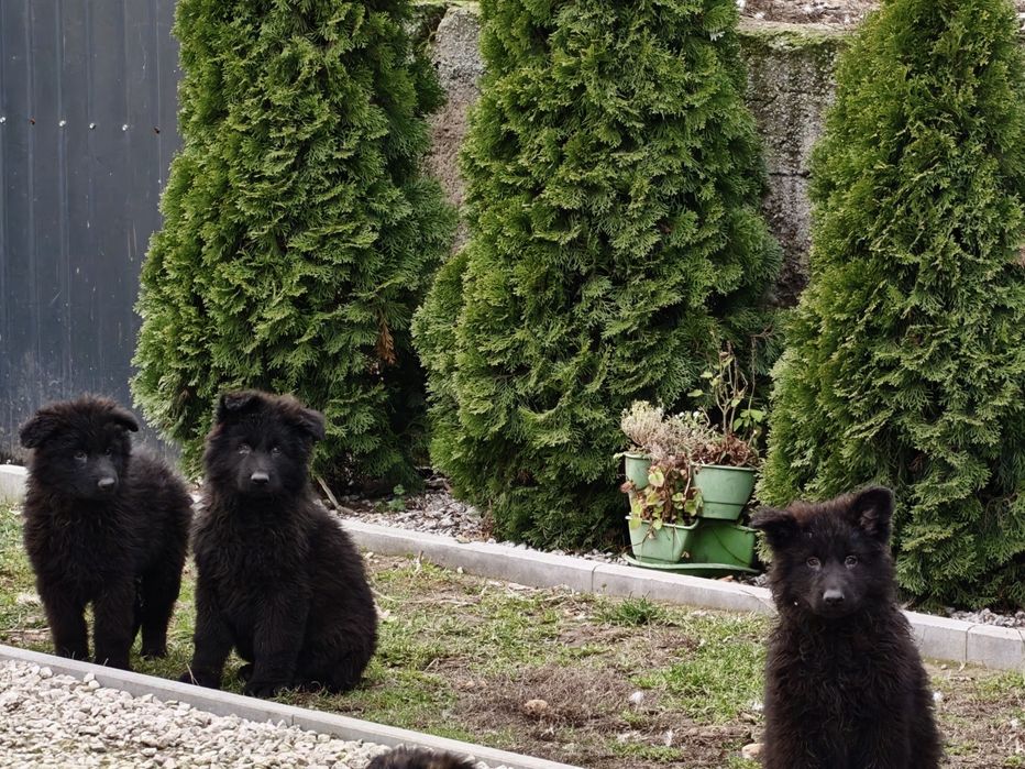 Owczarek niemiecki długowłosy czarny