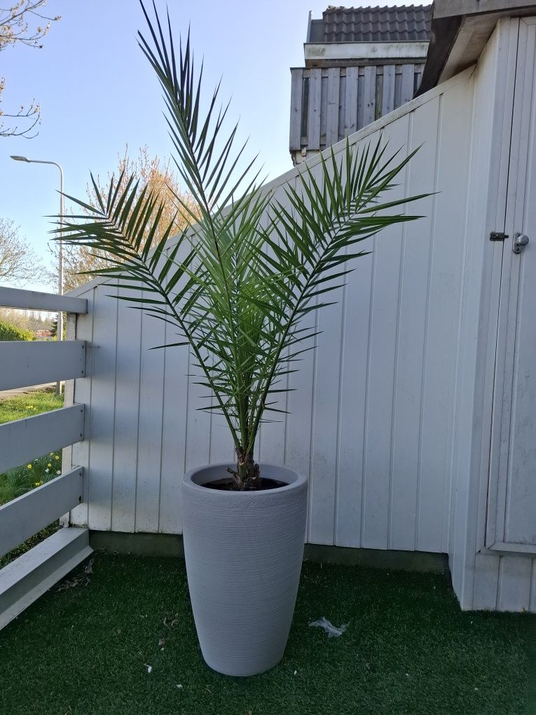 Phoenix canariensis