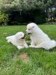 Samoyed szczeniak piesek FCI