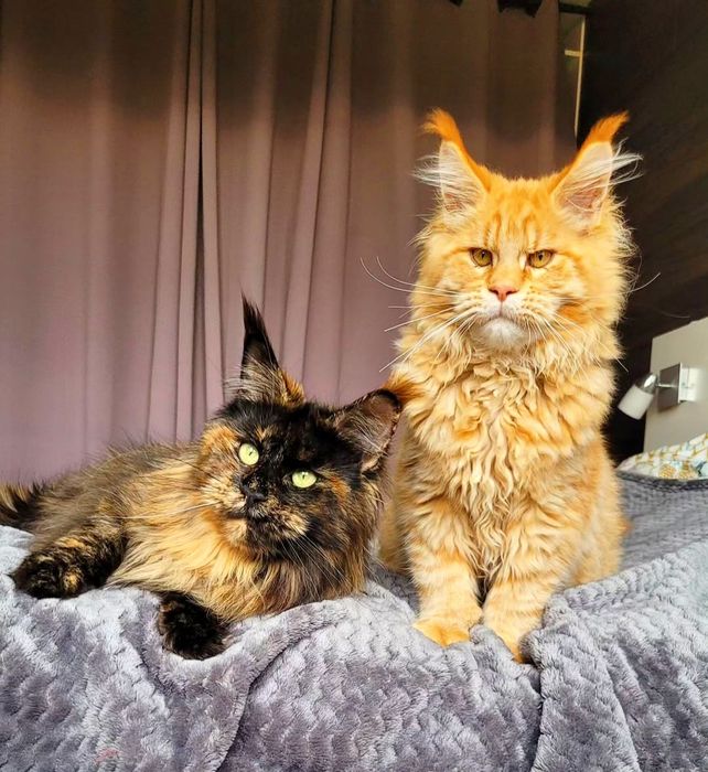 Кошенята на продаж