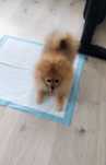 szpic miniaturowy pomeranian - piesek OSTATNI