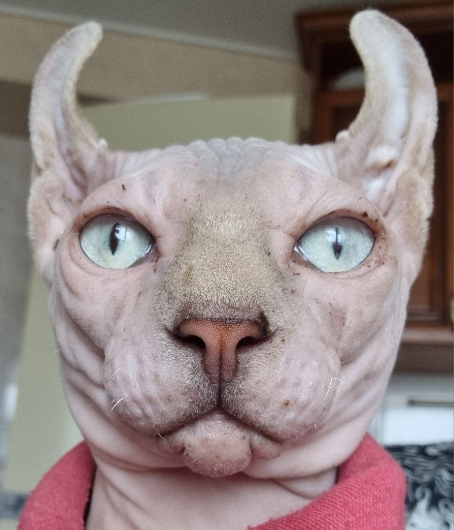 Мальчик Двельф котенок