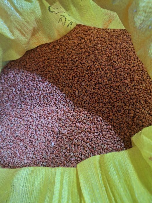 Pszenica dubaj  zaprawiona