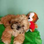 Shih tzu - piesek z rodowodem