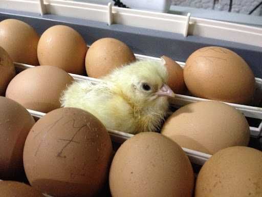 Інкубаційне яйце Блакитний фаворит