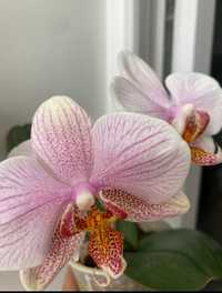 Продам орхидею Ханни 5 Hunni 5
