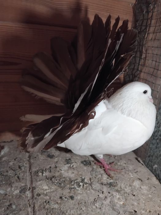 Gołębie ozdobne  - pawik