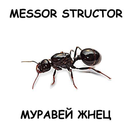 Муравьи Messor structor (мессор Структор, муравей Жнец)