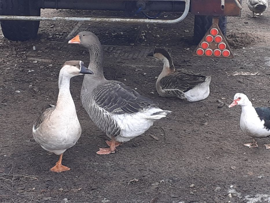 Gęsi garbonose i gąsior