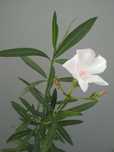 Biały kremowy kwitnący oleander