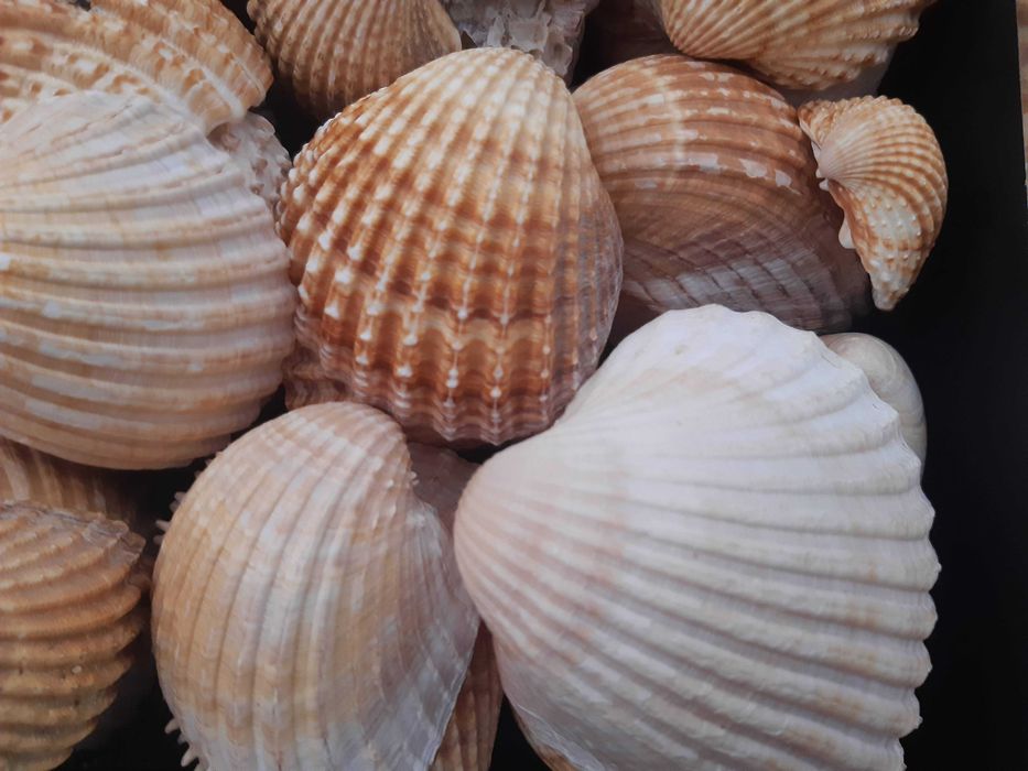 Caixa cheia de conchas grandes