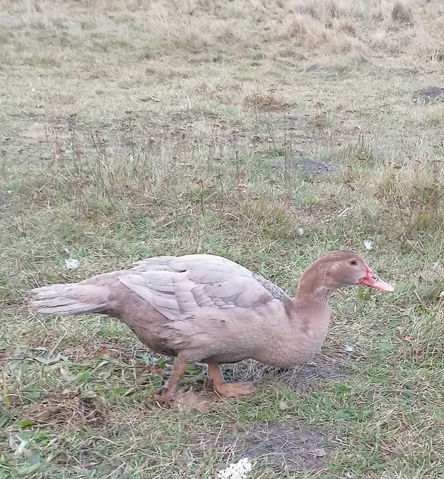 Kaczory kaczki piżmowe 2024