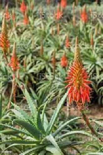 Catos grandes Aloe Vera Arborescens Babosa Miller + de 3/5 e + Anos