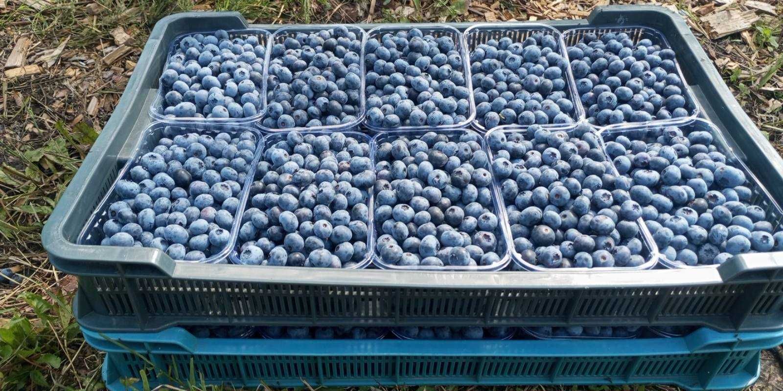 Продаю Ящик Чешка