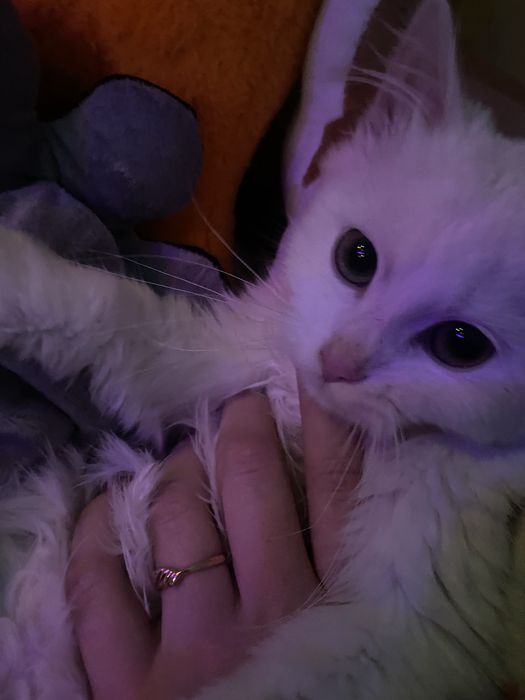 котеня в добрі руки!