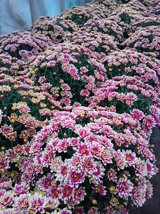 Chryzantemy doniczkowe wielko, drobnokwiatowe oraz cięte - hurt, detal