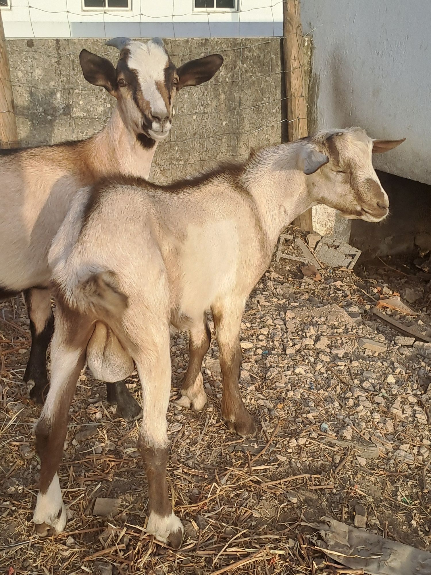 Cabrito bode mistura de Sannen com serpentina