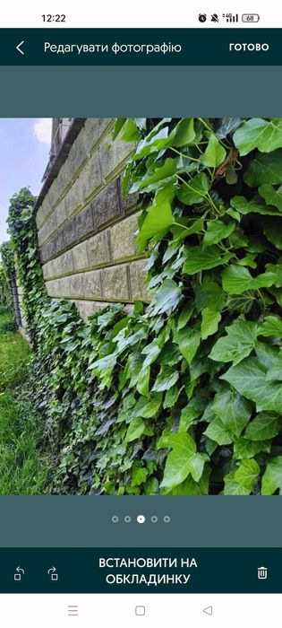 ПЛЮЩ завер.сезону в наявності, вічнозелений!