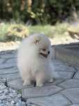 Suczka rasy pomeranian / szpic miniaturowy. Typ Misia. ZKwP / FCI