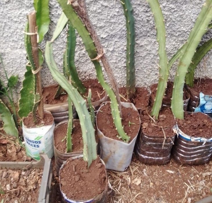 Promoção Pitayas - 3 cores (1 = 5€ / 4 = 15€)