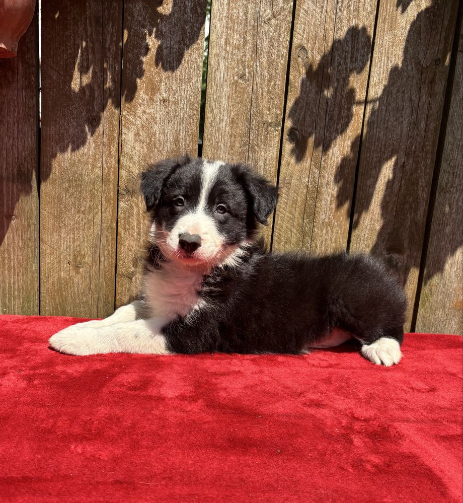 Border collie- piesek