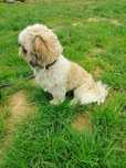 Shih tzu  piesek