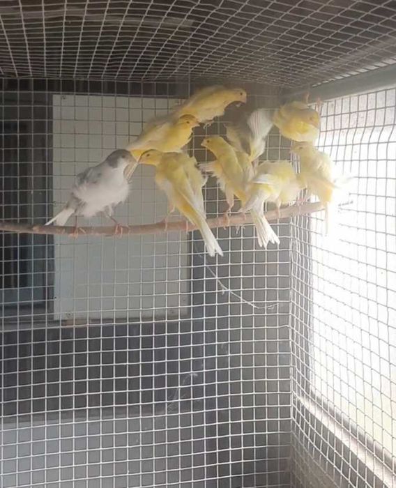 Canarios frisados do sul