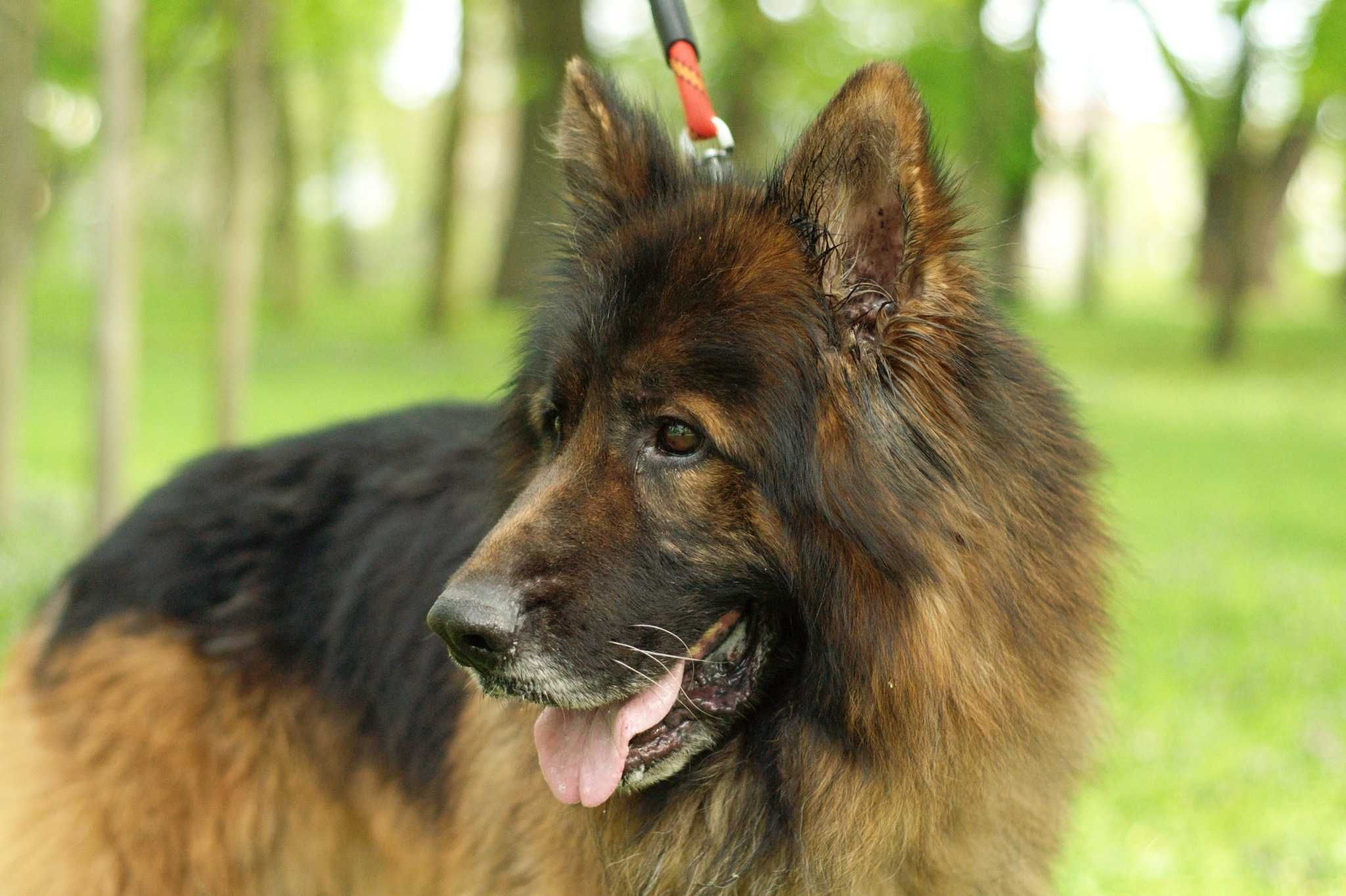 KARES - ułożony dostojny pies w typie Owczarka niemieckiego do adopcji