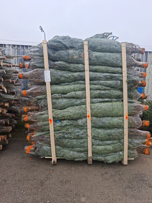 Choinki Jodła Kaukaska hurt